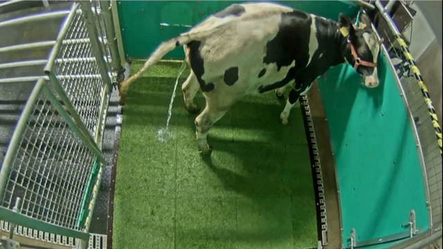 Des vaches dressées pour aller aux toilettes... et aider la planète