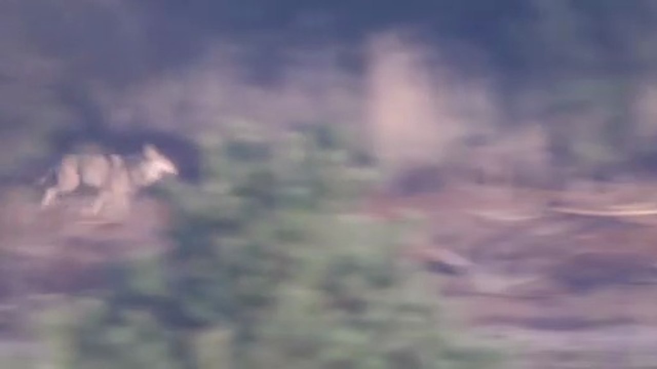Wolf rennt durch den Wald