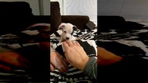 Spirited Puppy Sticks Out Her Tongue During Playtime