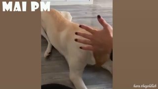 Best of FUNNIEST DOG compilation That Will Make You Laugh All Day
