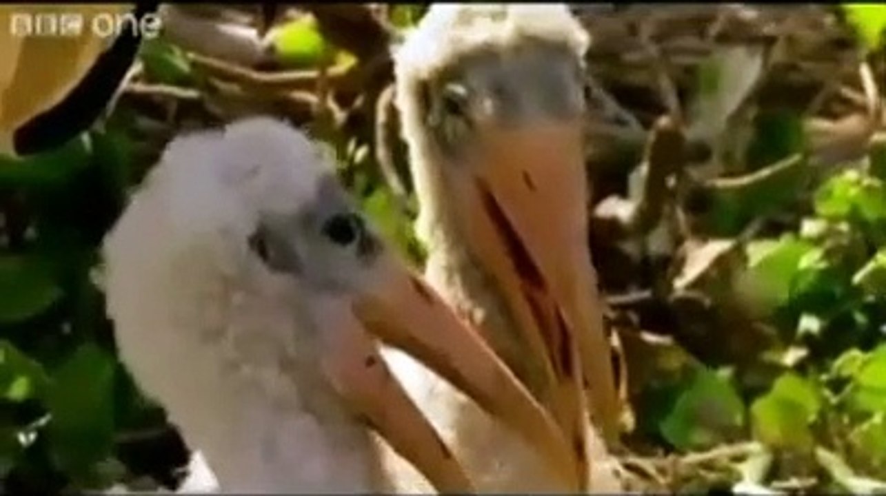 Animals Punjabi Totay - Very Funny - Watch or Download - DownVids.net