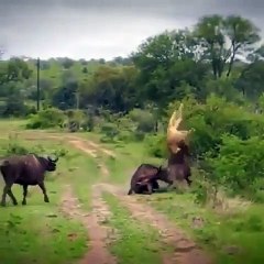 Buffalo more than powerful in lion