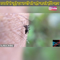 मच्छर से जुड़े इन रोचक तथ्यों को पक्का नहीं जानते होंगे आप!