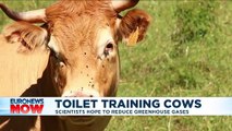 Cows can be 'potty trained like children' for greener environment, says German study