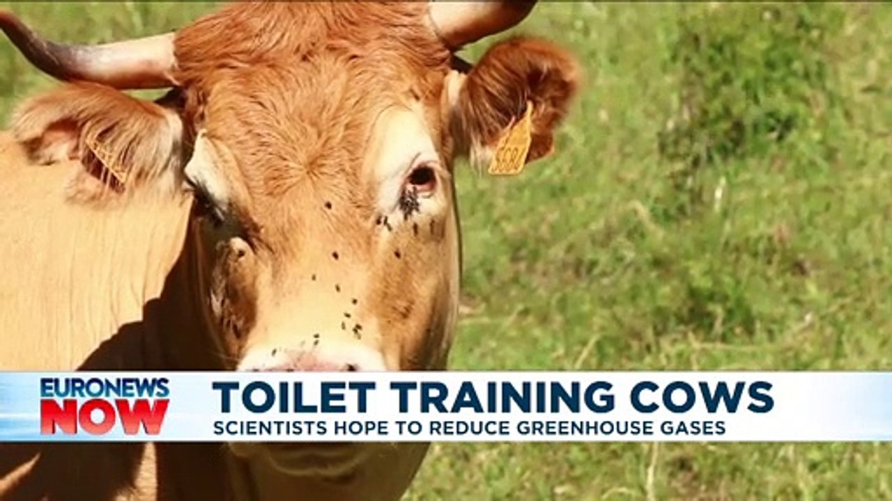 Cows can be 'potty trained like children' for g...