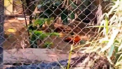 CENTRAL ZOO OF NEPAL PART2 _ ANIMAL IN JUNGLE _ FUNNY MOMENTS _ DOCUMENTARY