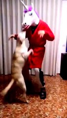 Funny Dog Videos 2021   Dogs Are AMAZING!