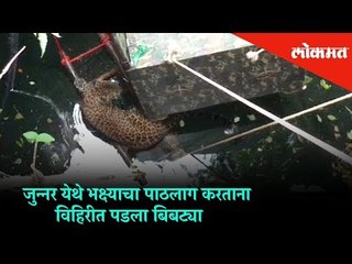 While chasing the dog, the leopard fell into well in Junnar | Pune