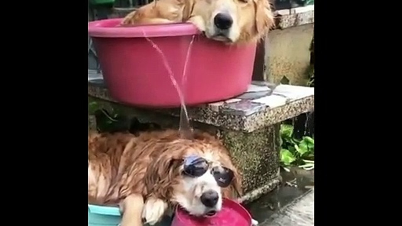 DOGS - Cute and Funny Dogs _ Funny Dog videos_ Cute Dogs video compilation