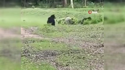 Hindistan'da futbol topuyla oynayan ayılar viral oldu