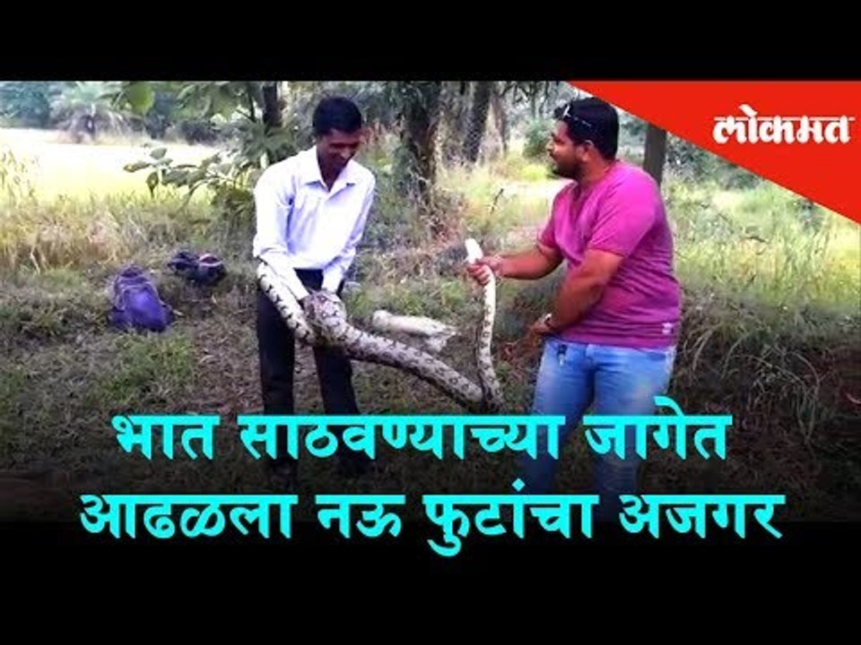 A nine-foot python found in a rice-storage area in Dahanu | Maharashtra