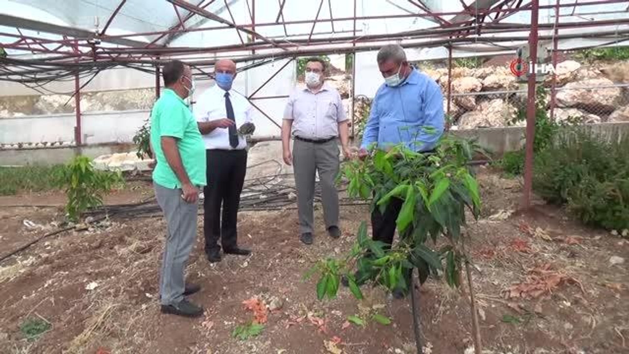 Geleneksel ürünlerde maliyet artınca çiftçiler tropik meyvelere yöneldi