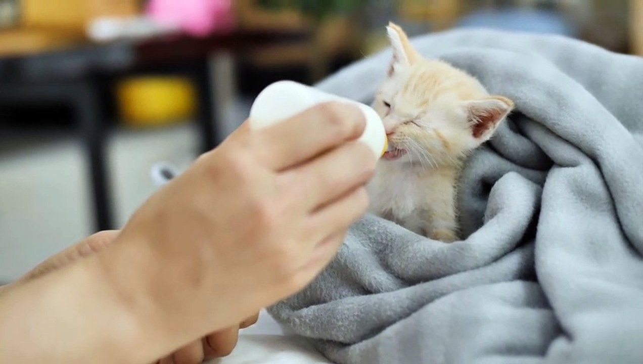 Cat -Little cat drinking milk #cats