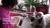 Chiens stars d'Instagram: les animaux influenceurs tendance à Singapour