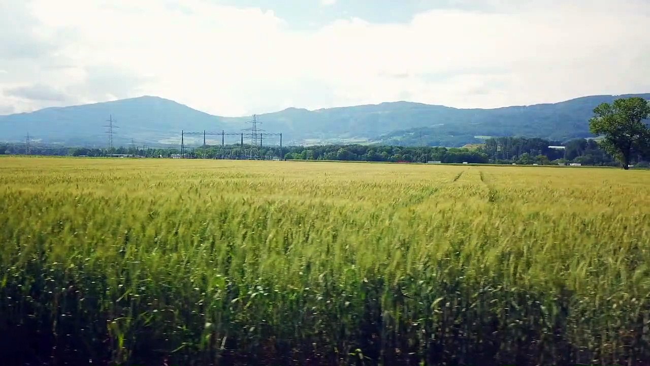 BEAUTIFUL FARM LAND MUSIC/FLUTE MUSICAL BGM