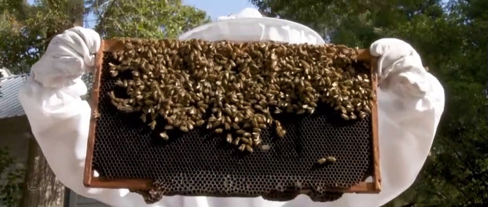 Royal Jelly (2021) Trailer