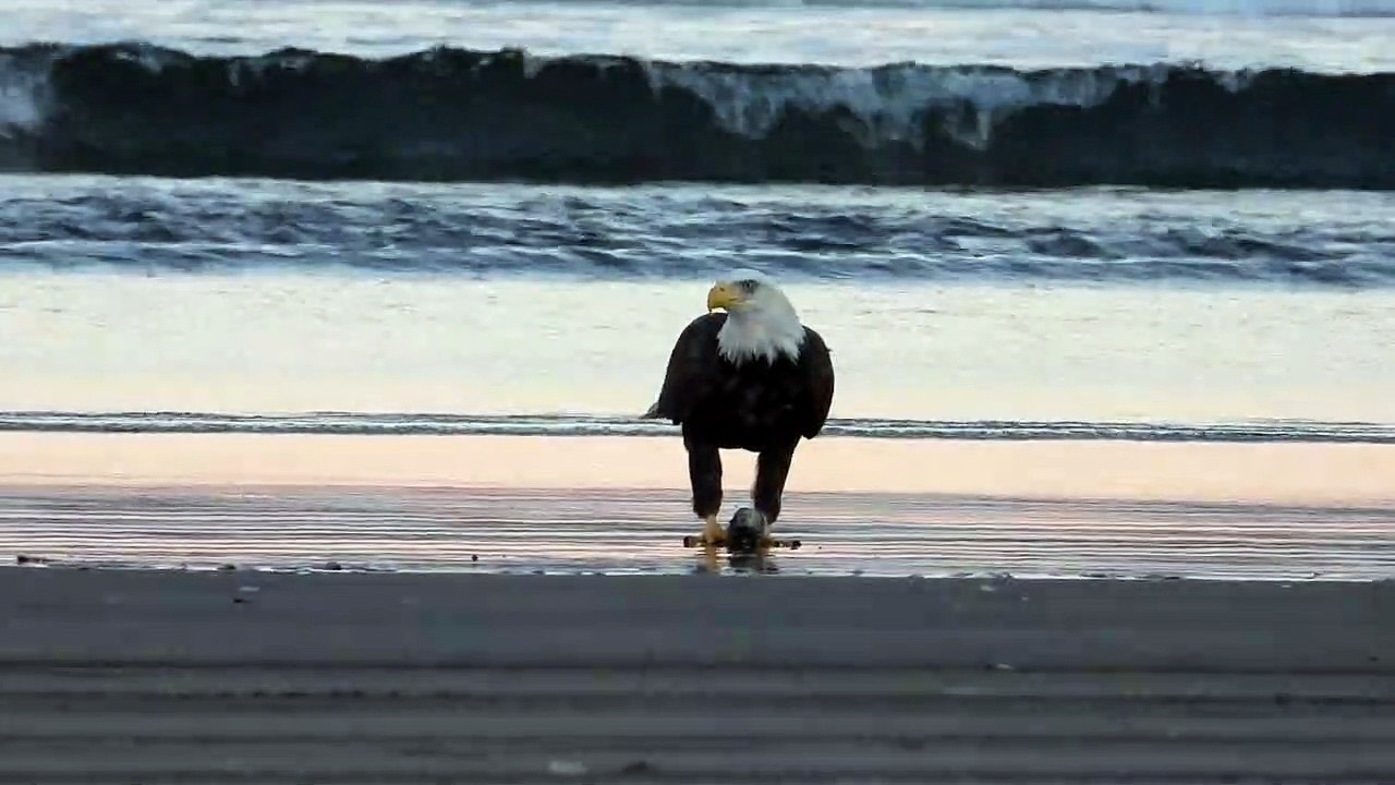 Two Bald Eagles Eating on the Beach