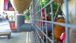 How to make a chicken feeder with a plastic pipe