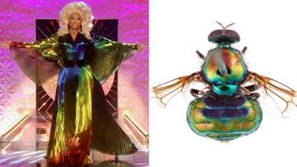 Rainbow Fly Species Named After RuPaul