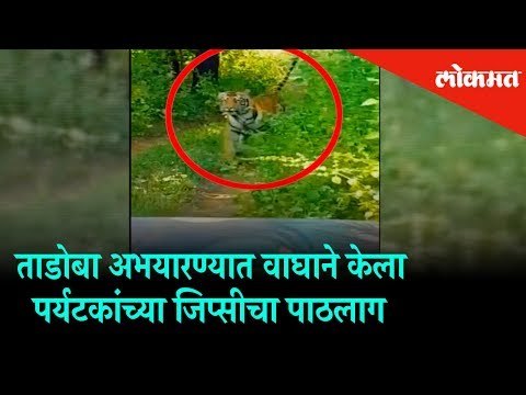 A Tiger chased the tourists Jeep in the Tadoba Wildlife Sanctuary | Maharashtra