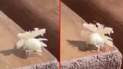 Ekvator böceği Türkiye'de görülmeye başlandı! Şeklini ve asıl yaşadığı yeri duyanlar heyecanlanıyor