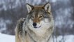 US Tribes Demand Emergency Protection For Wolves