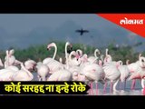 Beautiful flamingo birds at Ujani reservoir, Solapur | catch an awesome view of nature | Solapur