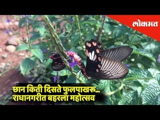 Beautiful and colourful Butterflies | Butterfly festival in Radhanagari Wildlife Sanctuary