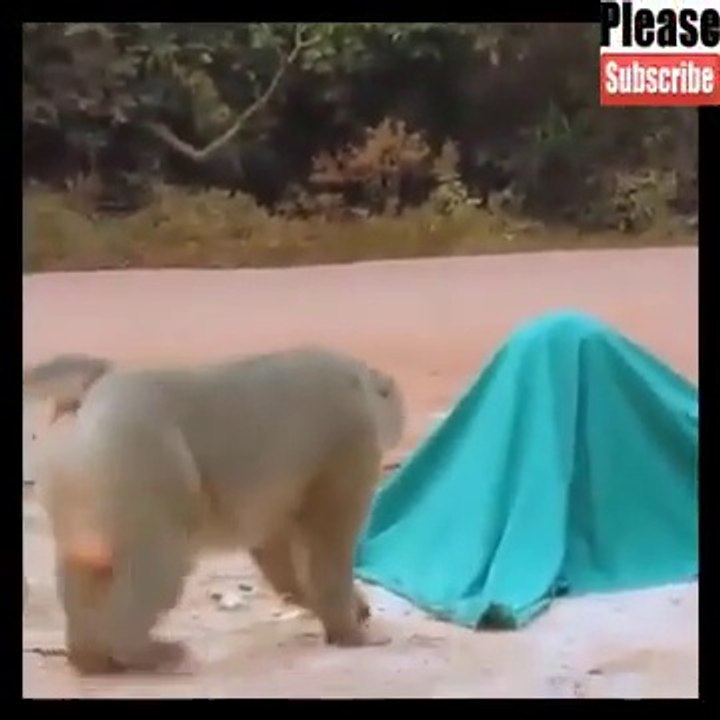 Funny Animal compilation