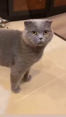 Funny Cat try not laughing