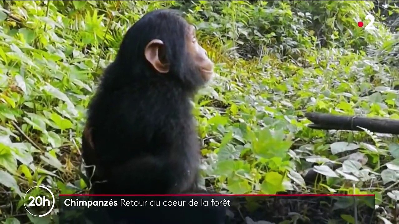 Animaux : à la découverte de chimpanzés en milieu naturel