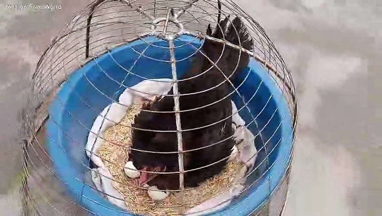 Hen Harvesting Eggs to Chicks new _BORN_ Roosters and Hens Small Birds  Part 1