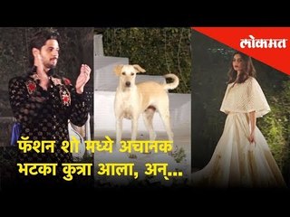 'Dog walk' on ramp; A stray dog grabbed everyone’s attention at Mumbai's Fashion Show
