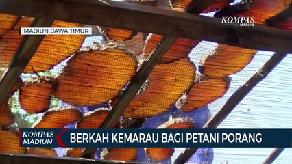Berkah Kemarau Bagi Petani Porang