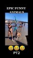 Cute Dogs And Cats That Will Make You Laugh  - Funny Animals Compilation ANIMAUX DRÔLES nous fera RIRE extrêmement dur - Funny DOGS et CATS Compilation