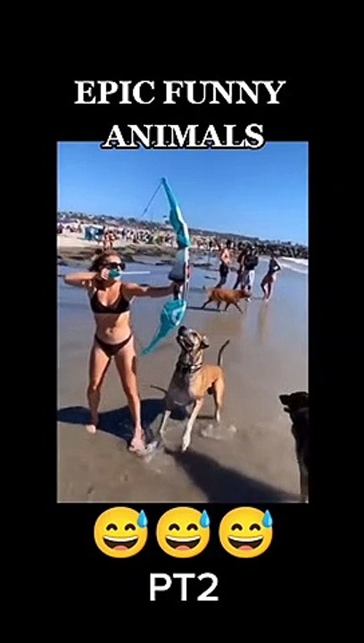 Cute Dogs And Cats That Will Make You Laugh  - Funny Animals Compilation ANIMAUX DRÔLES nous fera RIRE extrêmement dur - Funny DOGS et CATS Compilation