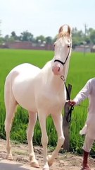 horse lover Chauhan ghodi whatsapp status video//#short #shorts#horse