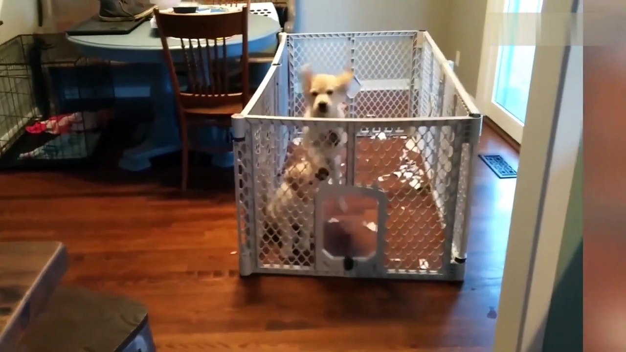 Cute Dogs And Cats That Will Make You Laugh  - Funny Animals Compilation #1 Gadgets Et Astuces Étonnantes Et Drôles Pour Animaux De Compagnie