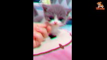 Cute Cats Doing Funny Things  Cutest Cats In The World 2018