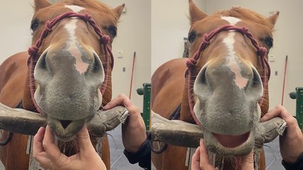 'Horse Girl Messes with her Sedated Horse | Try Not to Laugh *3 Million+ Views*'