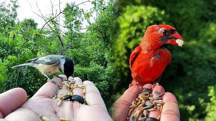 ''Once-in-a-Lifetime Experience' - Hiker's MAGICAL Encounter with a Northern Cardinal '