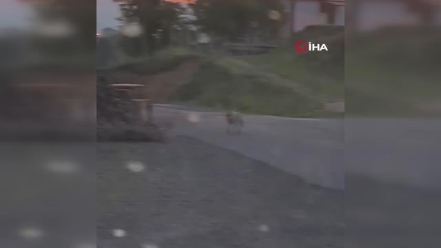 Kimseye aldırış etmeden dolaşan tilki rahatlığıyla şaşırttı