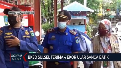 BKSDA Sulsel Amankan Empat Ekor Sanca Batik Sepanjang 4 Meter