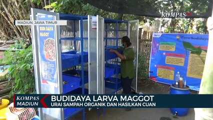 Budidaya Larva Maggot, Urai Sampah Organik Dan Hasilkan Cuan