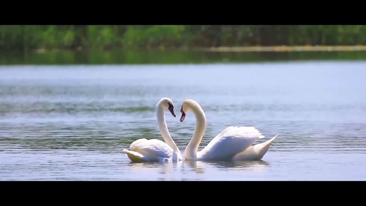 Havas Germany / Constitution For All / Same Love Same Rights
