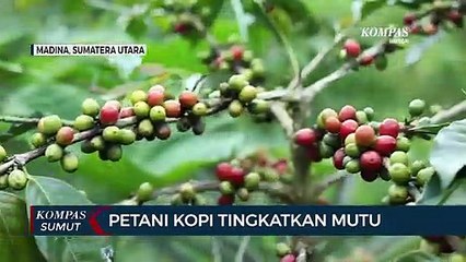 Harga merosot, Petani Kopi Mandailing Tetap Jaga Mutu