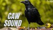 Flock of Crows cawing sound effect | Crow Caw Sound Effect