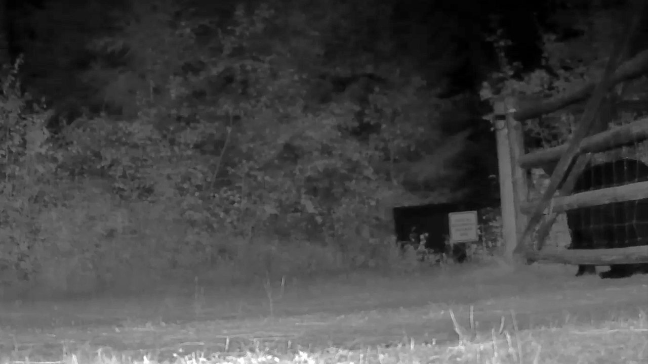 Black Bear Figures Out How to Open Gate
