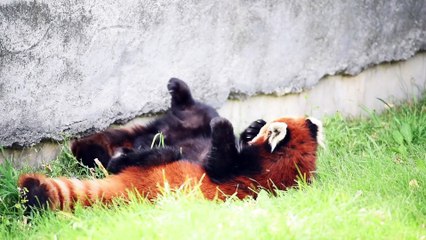 Asian black bear (chaina)