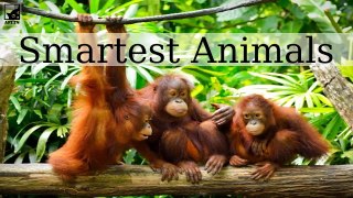 The 6 Smartest Animals in the World
